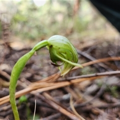 Pterostylis nutans (Nodding Greenhood) at Uriarra Village, ACT - 29 Sep 2024 by rangerstacey