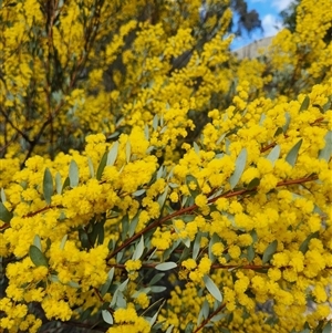 Acacia buxifolia subsp. buxifolia at Uriarra Village, ACT - 31 Aug 2024