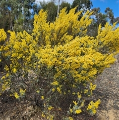 Acacia buxifolia subsp. buxifolia at Uriarra Village, ACT - 31 Aug 2024