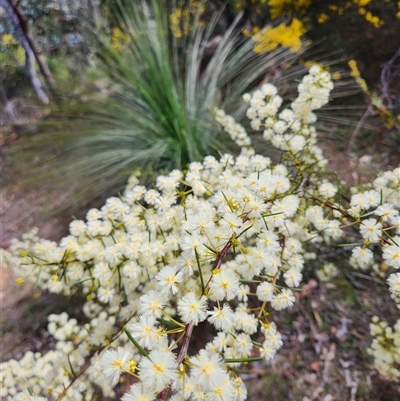 Acacia genistifolia (Early Wattle) at Uriarra Village, ACT - 31 Aug 2024 by rangerstacey