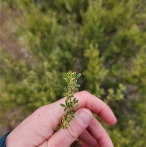 Pomaderris angustifolia at Uriarra Village, ACT - 12 Sep 2024