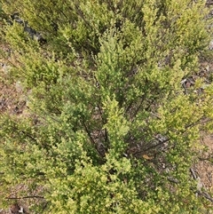 Pomaderris angustifolia at Uriarra Village, ACT - 12 Sep 2024