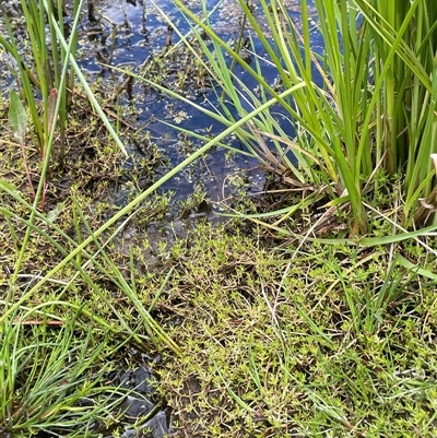 Crassula helmsii (Swamp Stonecrop) at Currawang, NSW - 12 Oct 2024 by JaneR