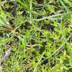 Crassula helmsii at Currawang, NSW - 12 Oct 2024