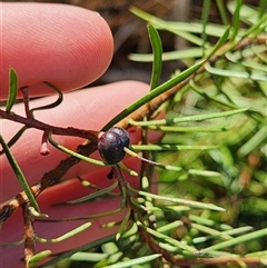 Persoonia chamaepeuce (Dwarf Geebung) at Uriarra Village, ACT - 29 Sep 2024 by rangerstacey