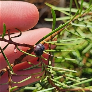 Persoonia chamaepeuce at Uriarra Village, ACT - 29 Sep 2024