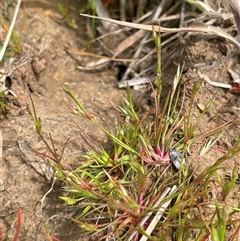 Juncus bufonius (Toad Rush) at Currawang, NSW - 12 Oct 2024 by JaneR