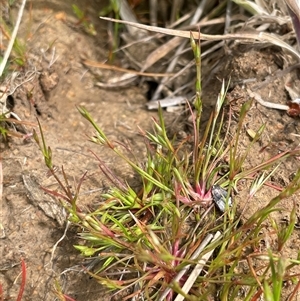 Juncus bufonius at Currawang, NSW - 12 Oct 2024 01:17 PM