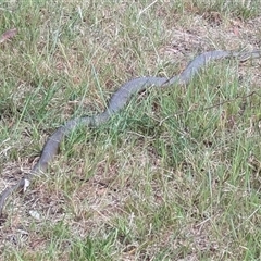 Pseudonaja textilis (Eastern Brown Snake) at Wallaroo, NSW - 12 Oct 2024 by Jek