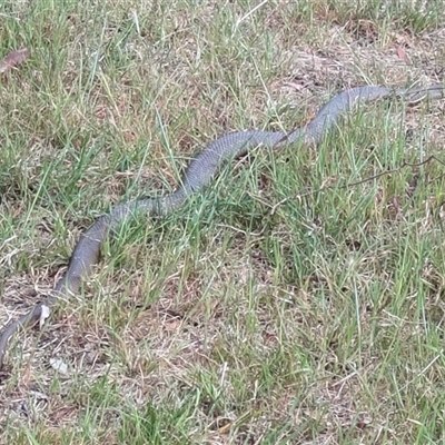 Pseudonaja textilis (Eastern Brown Snake) at Wallaroo, NSW - 12 Oct 2024 by Jek