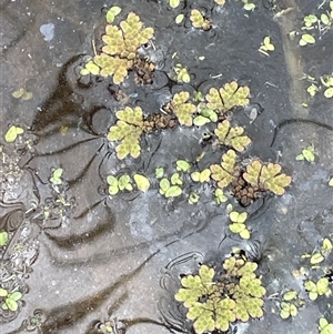 Azolla rubra at Currawang, NSW - 12 Oct 2024