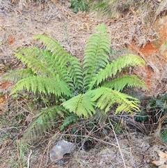 Cyathea australis subsp. australis (Rough Tree Fern) at Uriarra Village, ACT - 29 Sep 2024 by rangerstacey