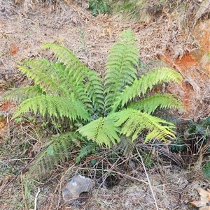 Cyathea australis subsp. australis at Uriarra Village, ACT - 29 Sep 2024