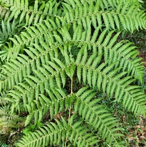 Cyathea australis subsp. australis at Uriarra Village, ACT - 29 Sep 2024