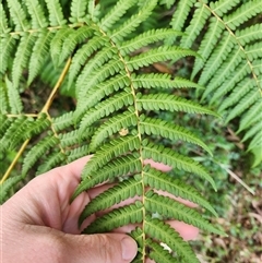 Cyathea australis subsp. australis at Uriarra Village, ACT - 29 Sep 2024