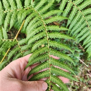 Cyathea australis subsp. australis at Uriarra Village, ACT - 29 Sep 2024