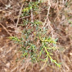 Daviesia ulicifolia subsp. ruscifolia at Uriarra Village, ACT - 29 Sep 2024