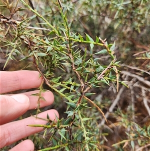 Daviesia ulicifolia subsp. ruscifolia at Uriarra Village, ACT - 29 Sep 2024