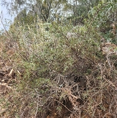 Daviesia ulicifolia subsp. ruscifolia at Uriarra Village, ACT - 29 Sep 2024