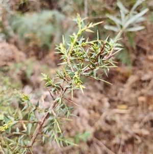 Daviesia ulicifolia subsp. ruscifolia at Uriarra Village, ACT - 29 Sep 2024