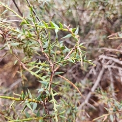 Daviesia ulicifolia subsp. ruscifolia at Uriarra Village, ACT - 29 Sep 2024