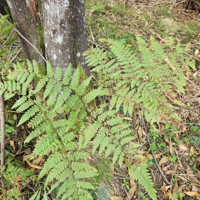 Hypolepis (genus) (A Ground Fern) at Uriarra Village, ACT - 29 Sep 2024 by rangerstacey