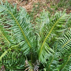 Blechnum nudum (Fishbone Water Fern) at Uriarra Village, ACT - 29 Sep 2024 by rangerstacey