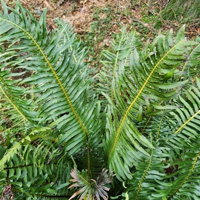 Blechnum nudum (Fishbone Water Fern) at Uriarra Village, ACT - 29 Sep 2024 by rangerstacey