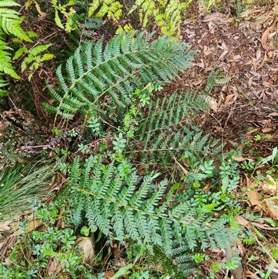 Polystichum proliferum (Mother Shield Fern) at Uriarra Village, ACT - 29 Sep 2024 by rangerstacey