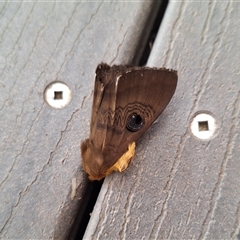 Dasypodia selenophora (Southern old lady moth) at Florey, ACT - 27 Sep 2024 by KorinneM