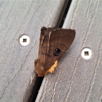 Dasypodia selenophora (Southern old lady moth) at Florey, ACT - 27 Sep 2024 by KorinneM