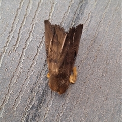 Dasypodia selenophora at Florey, ACT - 27 Sep 2024