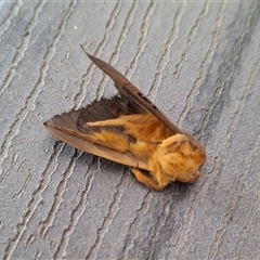 Dasypodia selenophora at Florey, ACT - 27 Sep 2024