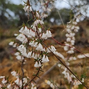 Styphelia fletcheri subsp. brevisepala at Uriarra Village, ACT - 29 Sep 2024