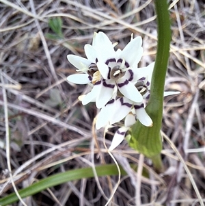 Wurmbea dioica subsp. dioica at Conder, ACT - 21 Sep 2024