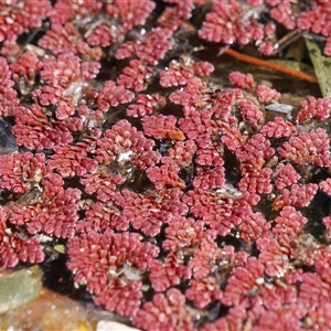 Azolla pinnata at Theodore, ACT - 22 Sep 2024