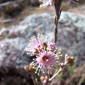 Kunzea parvifolia at Conder, ACT - 21 Sep 2024 03:27 PM