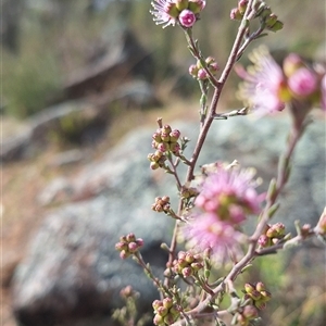 Kunzea parvifolia at Conder, ACT - 21 Sep 2024 03:27 PM