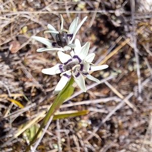 Wurmbea dioica subsp. dioica at Conder, ACT - 21 Sep 2024