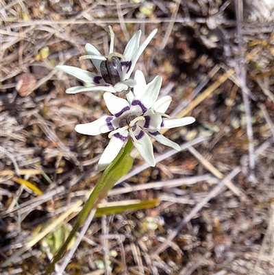 Wurmbea dioica subsp. dioica (Early Nancy) at Conder, ACT - 21 Sep 2024 by KorinneM