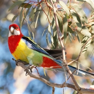 Platycercus eximius at Theodore, ACT - 3 Oct 2024 05:16 PM