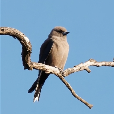 Artamus cyanopterus (Dusky Woodswallow) at Theodore, ACT - 3 Oct 2024 by RomanSoroka