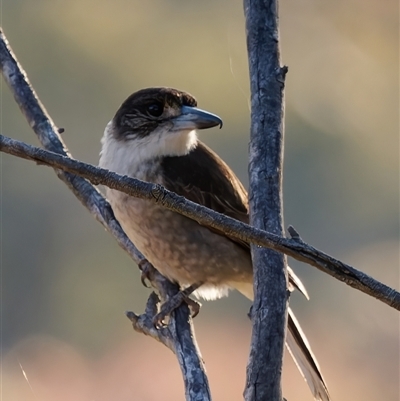 Cracticus torquatus (Grey Butcherbird) at Theodore, ACT - 3 Oct 2024 by RomanSoroka