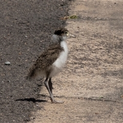 Vanellus miles (Masked Lapwing) at Belconnen, ACT - 13 Oct 2024 by AlisonMilton