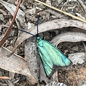 Pollanisus (genus) at Bruce, ACT - 12 Oct 2024 10:07 AM