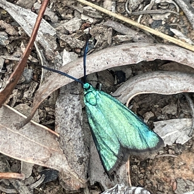 Pollanisus (genus) (A Forester Moth) at Bruce, ACT - 11 Oct 2024 by Clarel