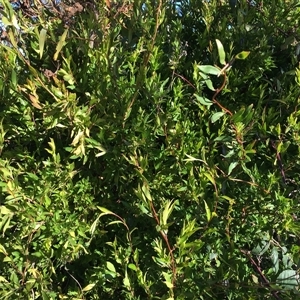 Billardiera heterophylla at Red Hill, ACT - 29 Jul 2024