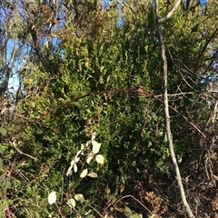 Billardiera heterophylla at Red Hill, ACT - 29 Jul 2024