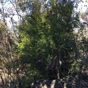 Billardiera heterophylla at Red Hill, ACT - 29 Jul 2024