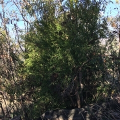 Billardiera heterophylla at Red Hill, ACT - 29 Jul 2024